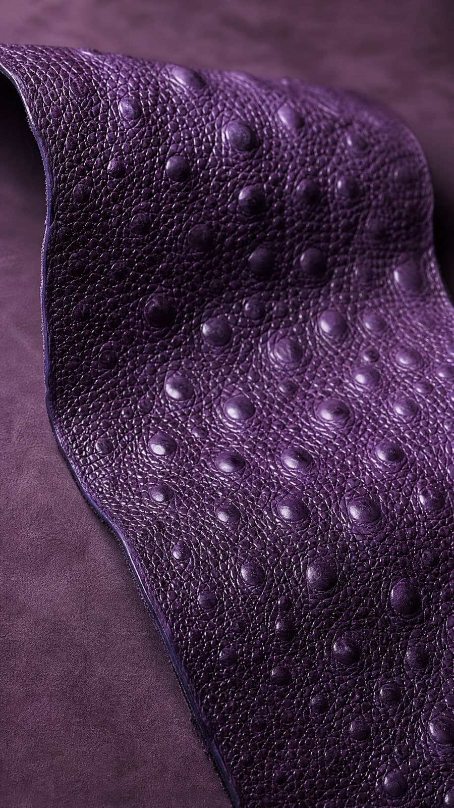 Toad hide — Purple